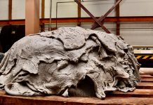 ACE LEATHER TO BENEFIT LIVESTOCK KEEPERS