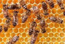 100 BEEHIVES OFFERED TO DEAF DEVELOPMENT AGENCY