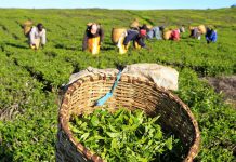 TEA PRODUCTION TO RISE 40PC THIS YEAR
