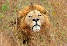 NGORONGORO RESIDENTS BENEFIT FROM ‘SIMBA’ PROJECT