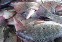 ‘DON’T EAT DEAD FISH’