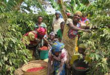 1.5M CLONAL TREES DISTRIBUTED TO KAGERA FARMERS