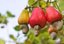 CASHEW NUT PROJECT TO UPLIFT FARMERS’ LIVELIHOODS