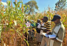 Tanzania : We have not yet received official communication on maize ban export