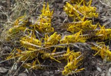 FARMERS RELIEF AS GOVT COMBATS LOCUSTS SWARMS