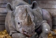 Rare black rhino exits UK for new life in Tanzania
