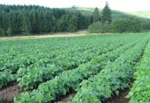 STAKEHOLDERS CALL FOR SLASHING CHARGES IN AGRICULTURE