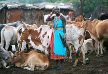 Tanzania Unveils Aggressive Plan For Livestock