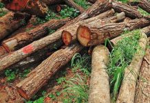 Stop cutting trees to preserve country’s ecosystem, Tanzanians told