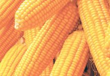 Tanzania maize cargo may ship to Kenya