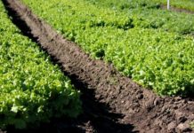 Experts in Pemba Spices Project urged to stress on better farming