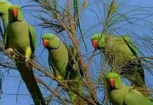 GOVERNMENT MULLS ON CONTROL OF RARE, DESTRUCTIVE BIRDS