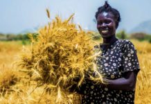 Farmers want govt to set indicative prices for wheat