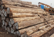 CITY COUNCIL SETS SPECIAL AREA FOR TIMBER TRADING