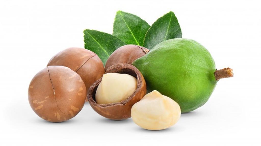 Commercial farm to grow macadamia on large-scale Commercial farm to grow macadamia on large-scale