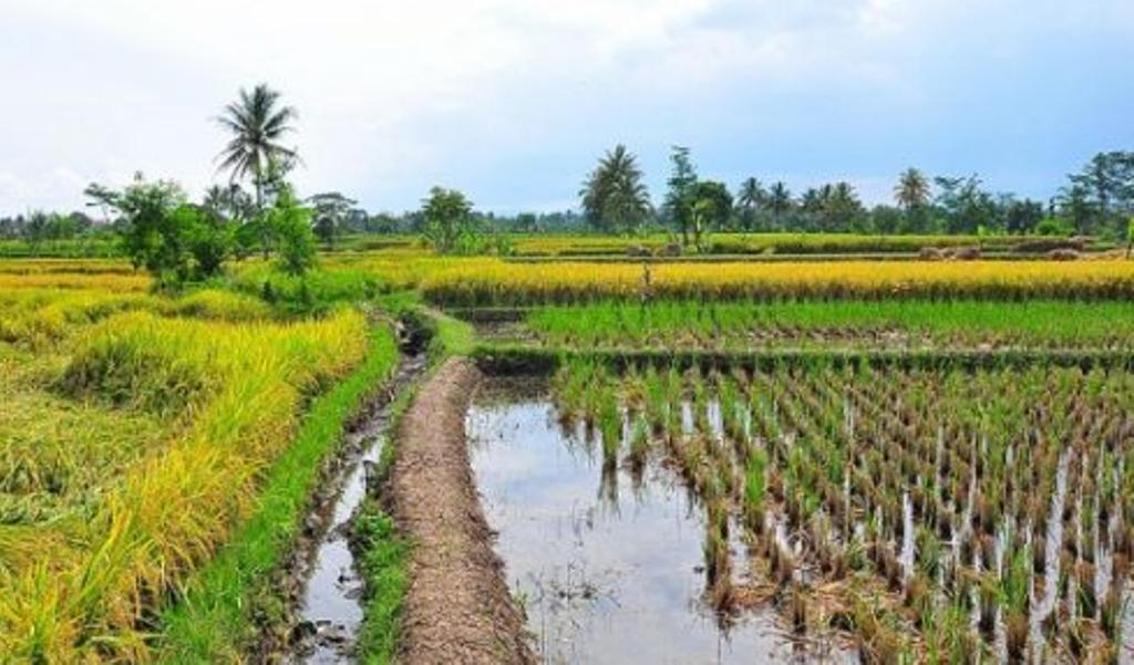 How the private sector can push irrigation agenda How the private sector can push irrigation agenda