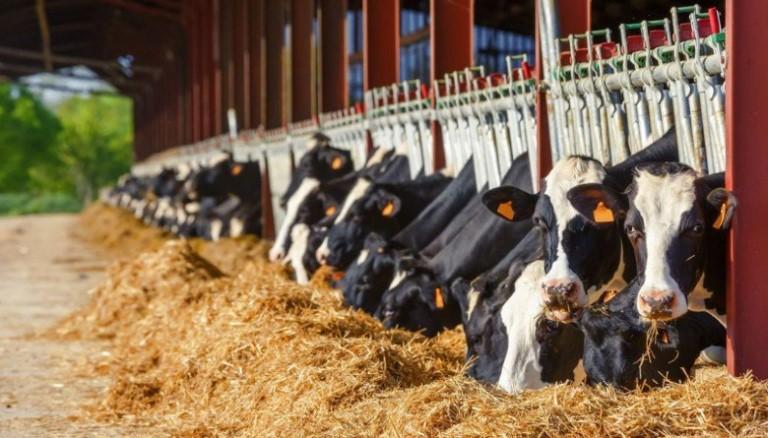 TALIRI livestock suitable for crossbreeding, herders told TALIRI livestock suitable for crossbreeding, herders told