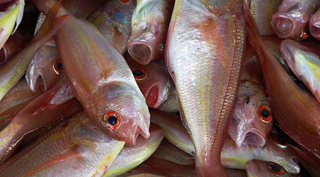 Isles consumes 42,000 tonnes of fish annually, House told Isles consumes 42,000 tonnes of fish annually, House told