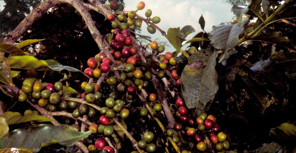 Gvt strategizes on reliable coffee market Gvt strategizes on reliable coffee market