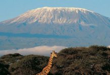 Kilimanjaro, Mt Meru ecology added to global geopark listing
