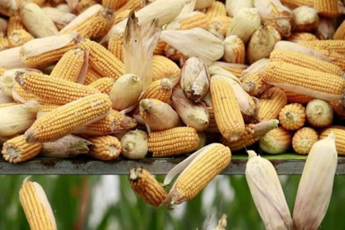 Unreliable markets haunt maize prices in Rukwa Unreliable markets haunt maize prices in Rukwa