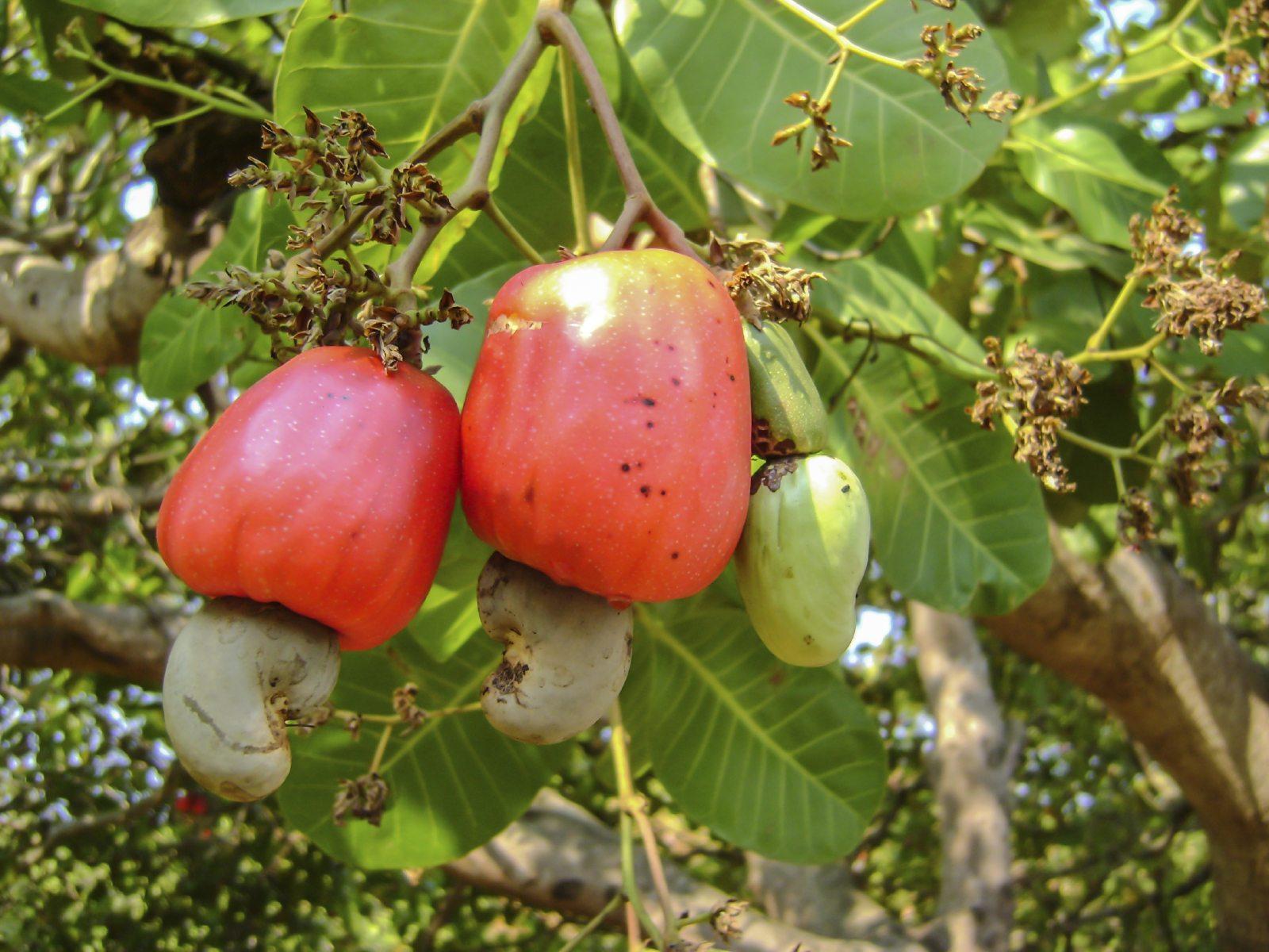 TARI boosts cashew harvests in Mlele TARI boosts cashew harvests in Mlele