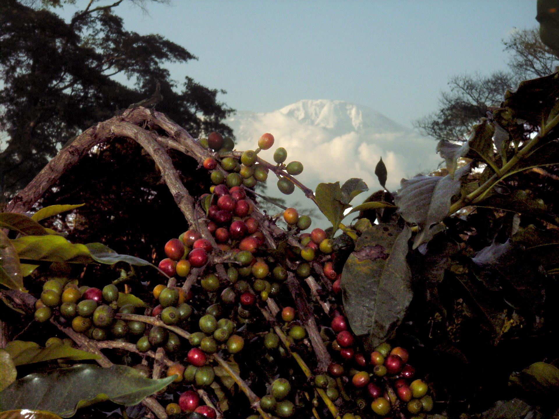 Govt reiterates commitment to increasing coffee production Govt reiterates commitment to increasing coffee production