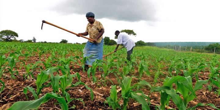 Govt move guarantees maize farmers more benefits Govt move guarantees maize farmers more benefits