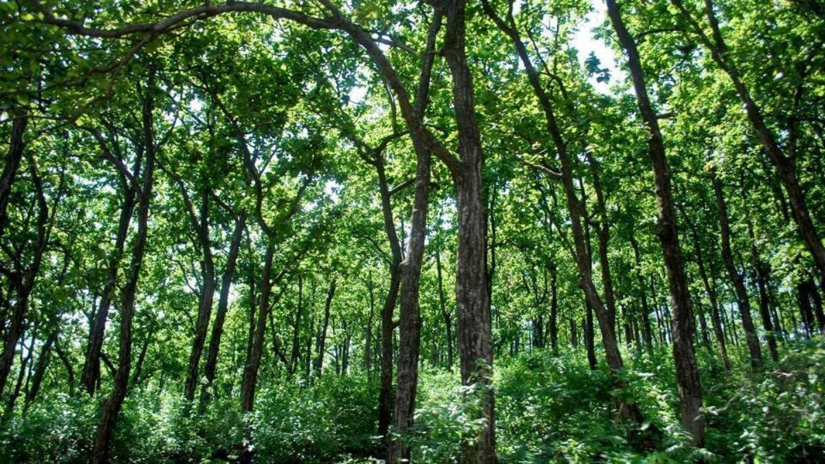 Experts sound warning on village forests Experts sound warning on village forests