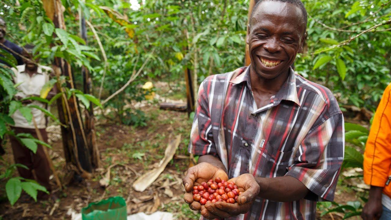 RC urges coffee board to tackle farmer challenges RC urges coffee board to tackle farmer challenges