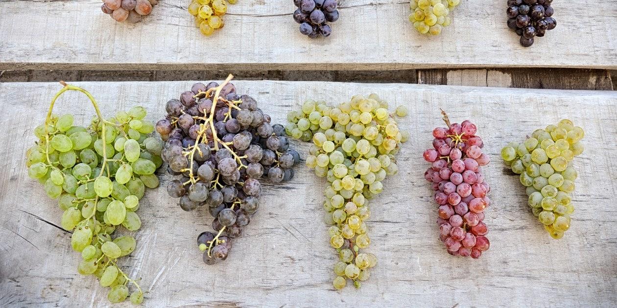 New grape varieties vital for boosting wine production New grape varieties vital for boosting wine production