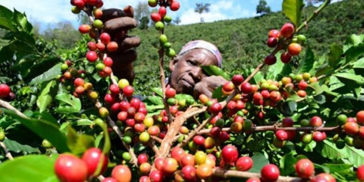 Coffee farmers need education to raise output Coffee farmers need education to raise output
