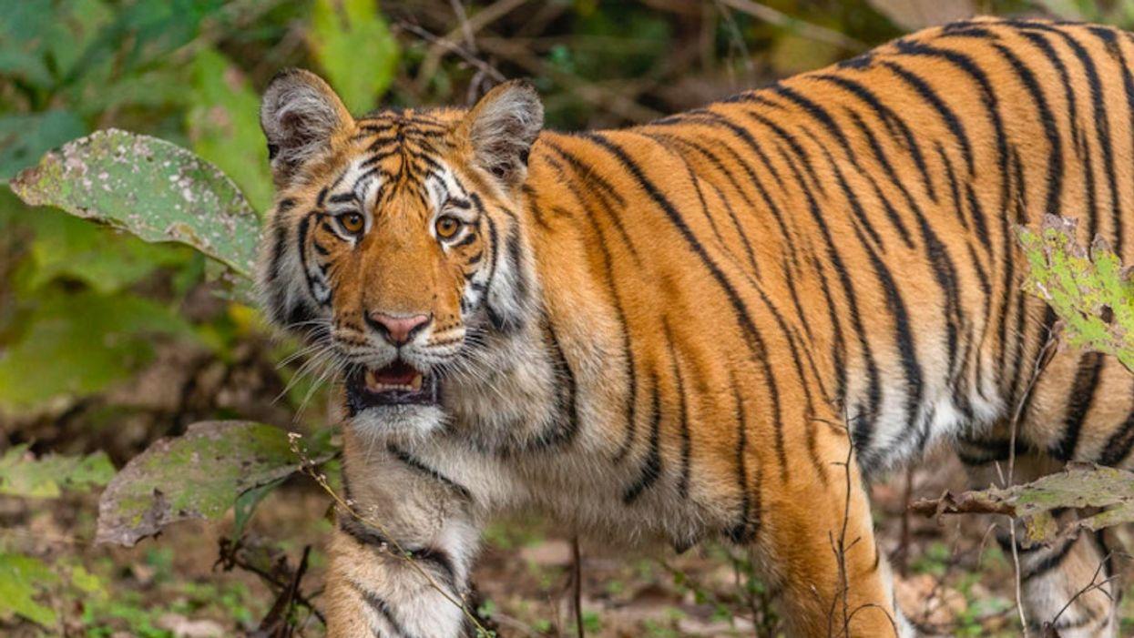 Govt clears air on ban of live wildlife export Govt clears air on ban of live wildlife export