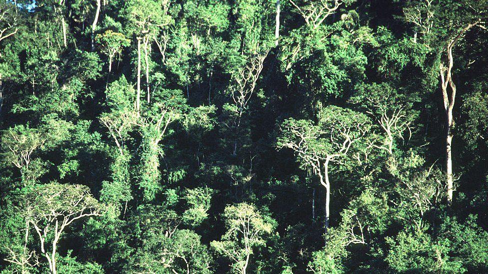 Stakeholders to unleash tremendous forestry potentials Stakeholders to unleash tremendous forestry potentials