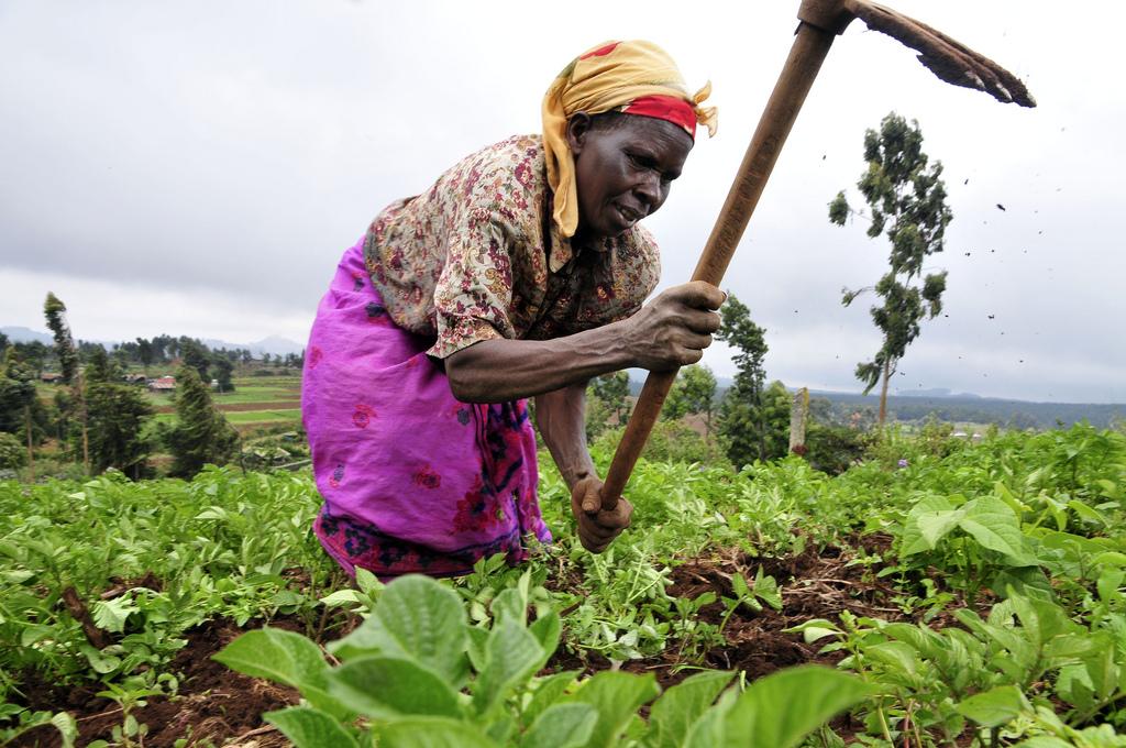 Mtwara, Lindi algae farmers plead for govt support Mtwara, Lindi algae farmers plead for govt support