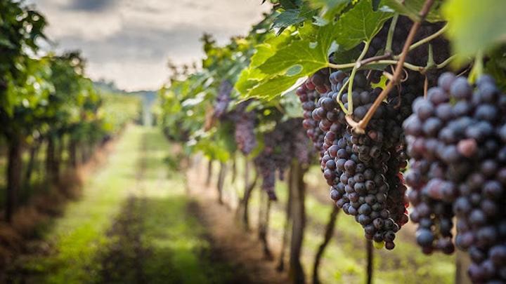 Winery entrepreneurs urged to expand their market scope Winery entrepreneurs urged to expand their market scope