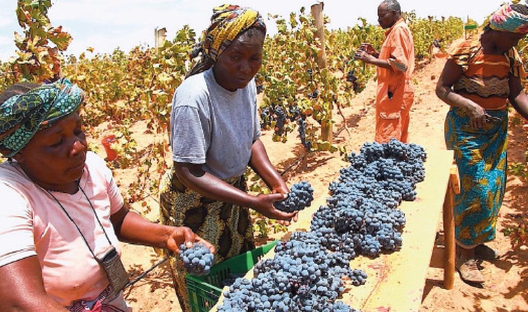 Grape farmers urged to increase production Grape farmers urged to increase production
