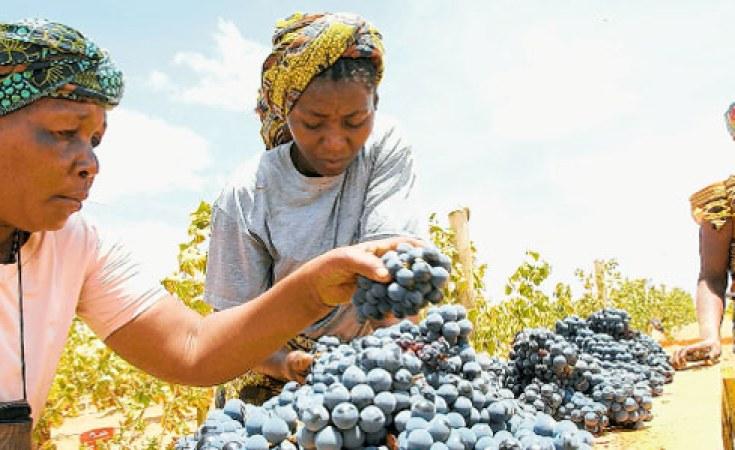 TBS urges grape farmers on maintain standards TBS urges grape farmers on maintain standards
