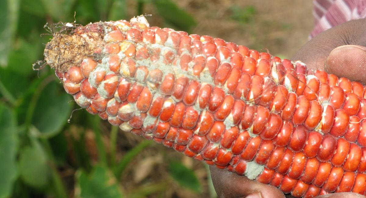 TBS to train processors, transporters, traders on aflatoxin TBS to train processors, transporters, traders on aflatoxin
