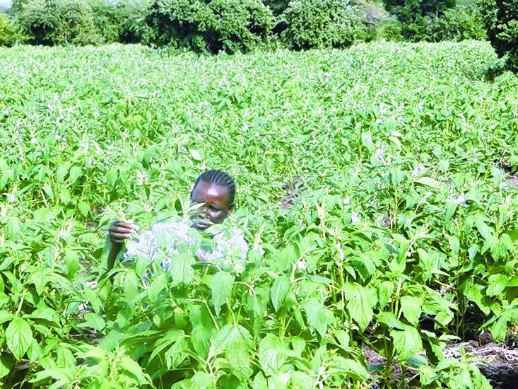 Military comes up with plan to end shortage of edible oil Military comes up with plan to end shortage of edible oil