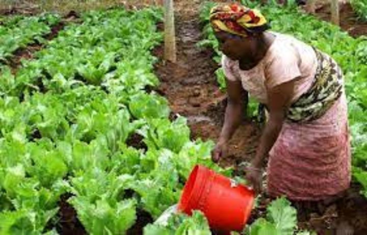 TAHA assures horticulture farmers of market TAHA assures horticulture farmers of market