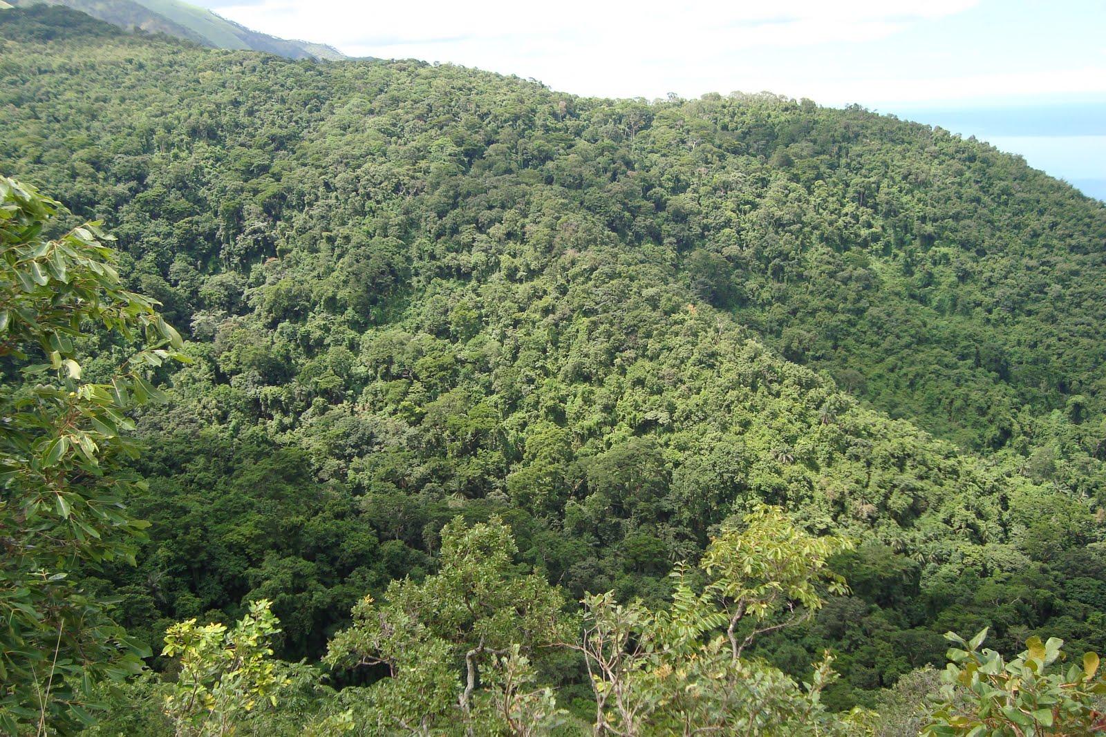 Forest conservation earns Katavi residents 2bn/- Forest conservation earns Katavi residents 2bn/-