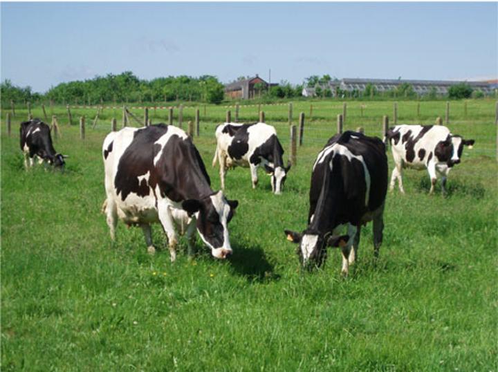 Mainland, Isles join forces to boost livestock sector Mainland, Isles join forces to boost livestock sector
