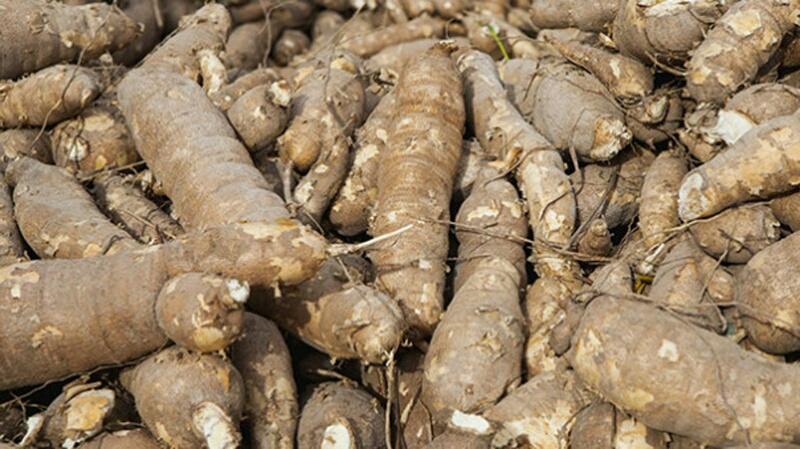Minister lauds IITA for research on new cassava variety Minister lauds IITA for research on new cassava variety