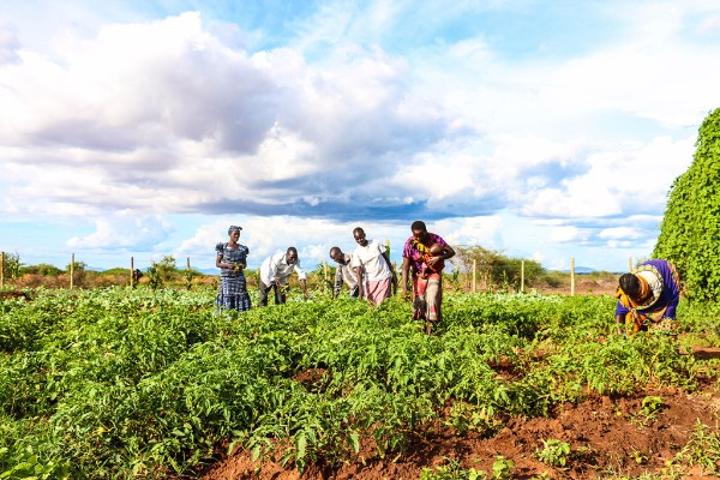 Farmers, herders’ cooperation vital for economic growth Farmers, herders’ cooperation vital for economic growth