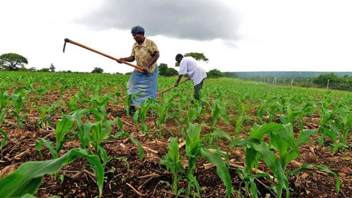 Cooperatives challenged to find market for farmers Cooperatives challenged to find market for farmers