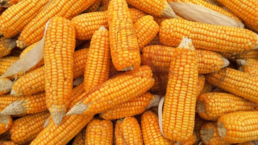 Coffee firm donates maize to schools in K’njaro Coffee firm donates maize to schools in K’njaro