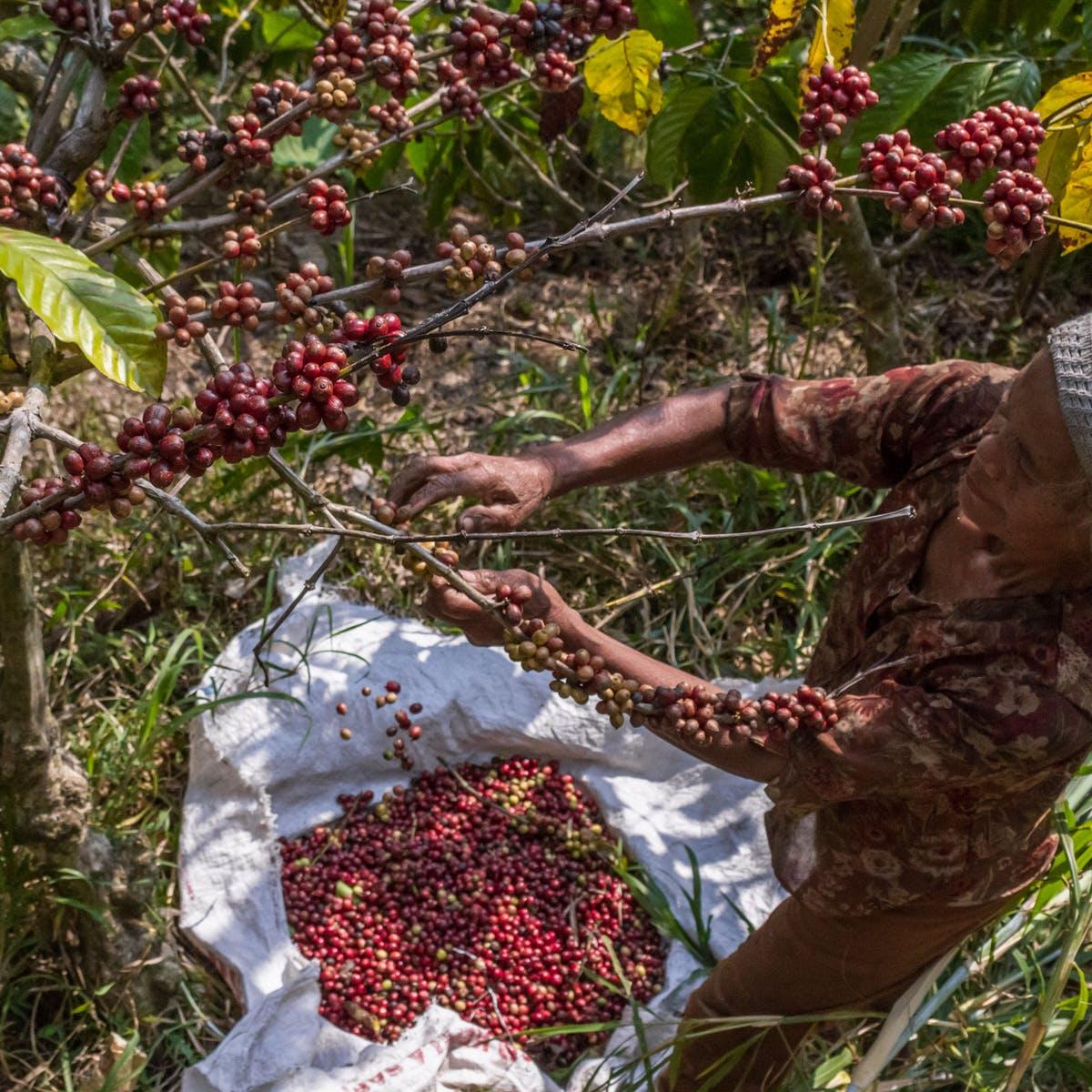 TACRI pushes for credit guarantee scheme to coffee farmers TACRI pushes for credit guarantee scheme to coffee farmers