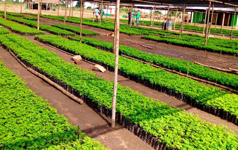 Dodoma to plant 10,000 trees this rainy season Tanzania