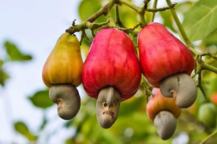 Banker: How to attain goal of 700,000 tonnes of annual cashewnut harvests Banker: How to attain goal of 700,000 tonnes of annual cashewnut harvests